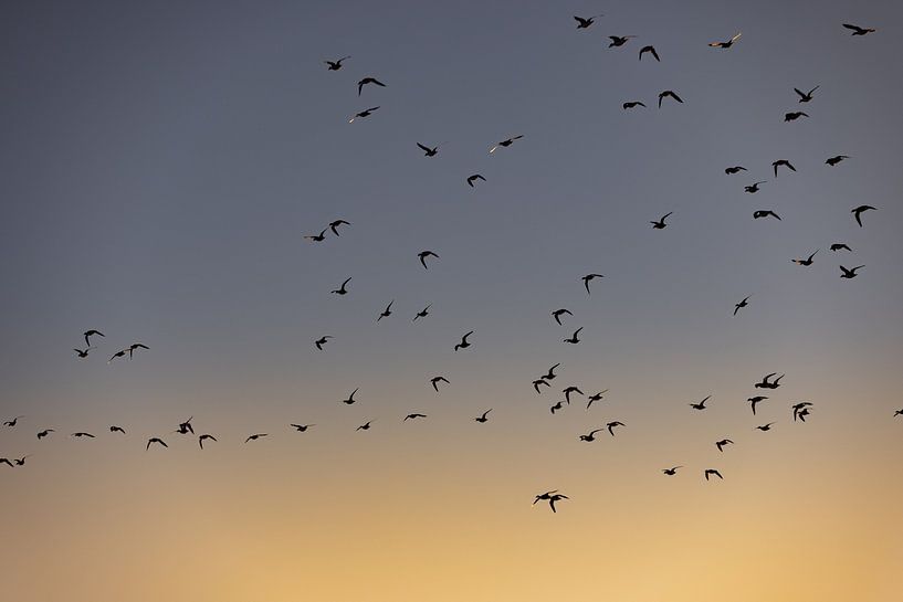 Oiseaux volant au lever du soleil 2 par Percy's fotografie