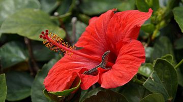 Madeira - Rote Blumenblüte mit einer darauf sitzenden Eidechse von adventure-photos