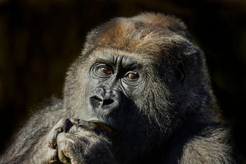 Portrait of a Gorilla