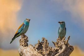 Die Blauracke (Europäische Blauracke), Coracias garrulus.