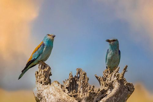 De Scharrelaar (European Roller), Coracias garrulus.