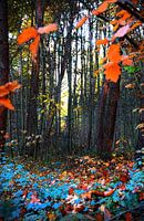 Crazy Autumn 