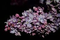 Blühender Flieder von Ulrike Leone Miniaturansicht