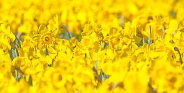 Narcissus by Dalex Photography