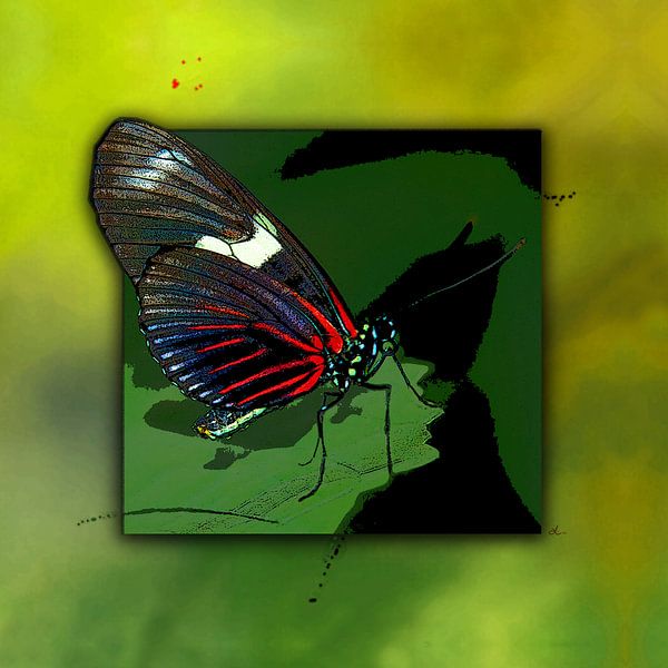Schmetterling   |   Red Mormon von Dirk H. Wendt