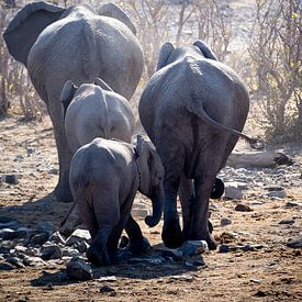 Elefantenfamilie in der afrikanischen Savanne von Arthur van Iterson
