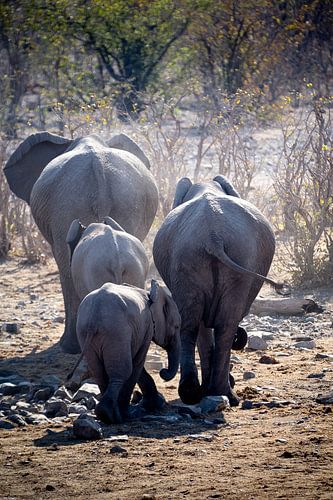 Elephant family in the African savannah by Arthur van Iterson