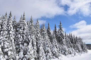 Een besneeuwd bos na de storm van Claude Laprise