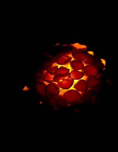« Ember Hydrangea XII »
