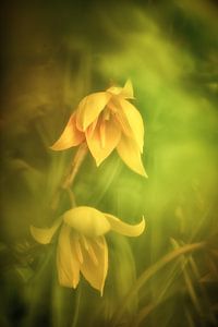Duftende Weinbergtulpe
