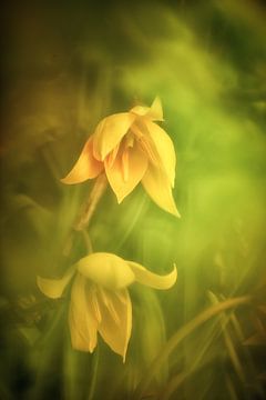 Fragrant Vineyard Tulip by Nicc Koch