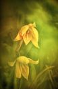 Duftende Weinbergtulpe von Nicc Koch Miniaturansicht
