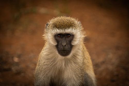 Guenon monkey in Kenya