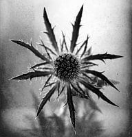 Distel