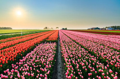 Bollenvelden in de flevopolder