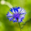 Cornflower against green background by Qeimoy