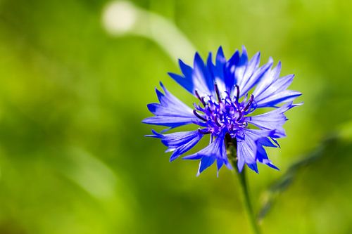Korenbloem tegen groene achtergrond