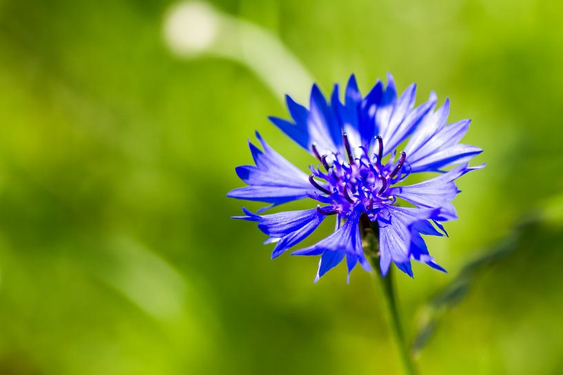 Cornflower against green background by QEIMOY