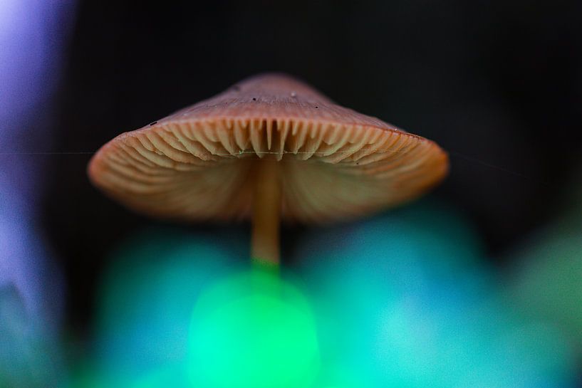 Parasol 3 par peterheinspictures