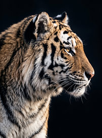 Profil du Prédateur sur Manjik Pictures