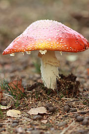 Autumn Royalty – Classic Fly Agaric Macro by Mootjes