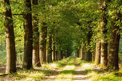 Wandelen over het met bomen omringde bospad in het bos op de Veluwe.