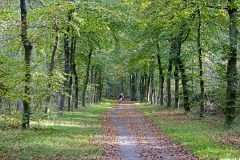 Cycliste à travers la forêt