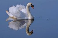 Zwaan met weerschijn