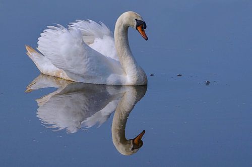 Zwaan met weerschijn