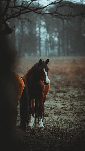 A beautiful wild horse