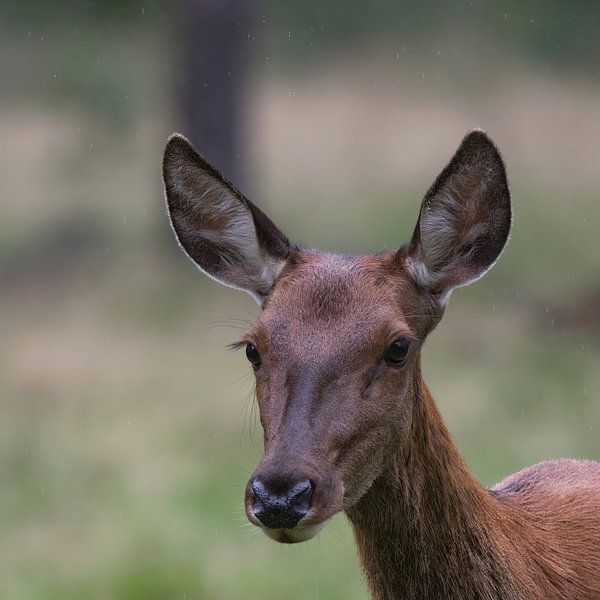 Gros plan d'une femelle cerf élaphe, la biche. par whmpictures .com