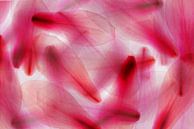 meervoudige belichting magonia bloemblaadjes abstractie over elkaar van Dieter Walther thumbnail