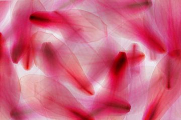 meervoudige belichting magonia bloemblaadjes abstractie over elkaar van Dieter Walther