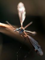 Long-legged mosquito in the reed macro