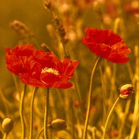 Coquelicots sur Violetta Honkisz