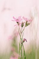 koekoeksbloem