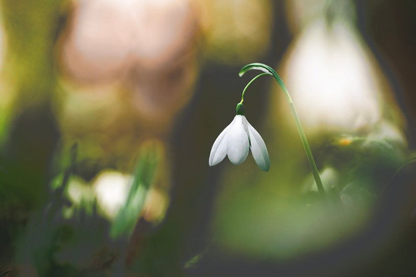 Das einsame Schneeglöckchen. von Robby's fotografie