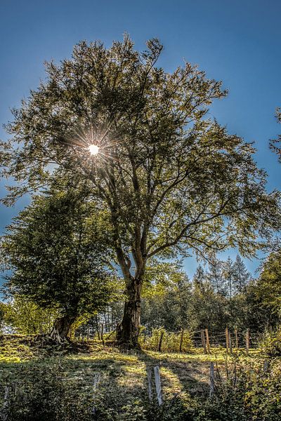 De zon schijnt door een boom in het tegenlicht par Harrie Muis