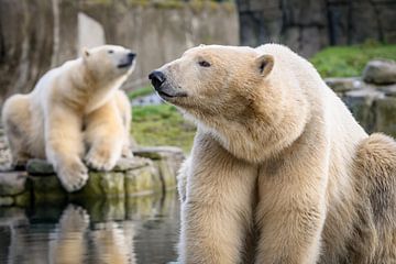Deux ours polaires blancs se détendent sur Jolanda Aalbers