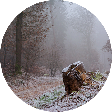 Het Bergherbos op een winterse ochtend in de mist van René Jonkhout