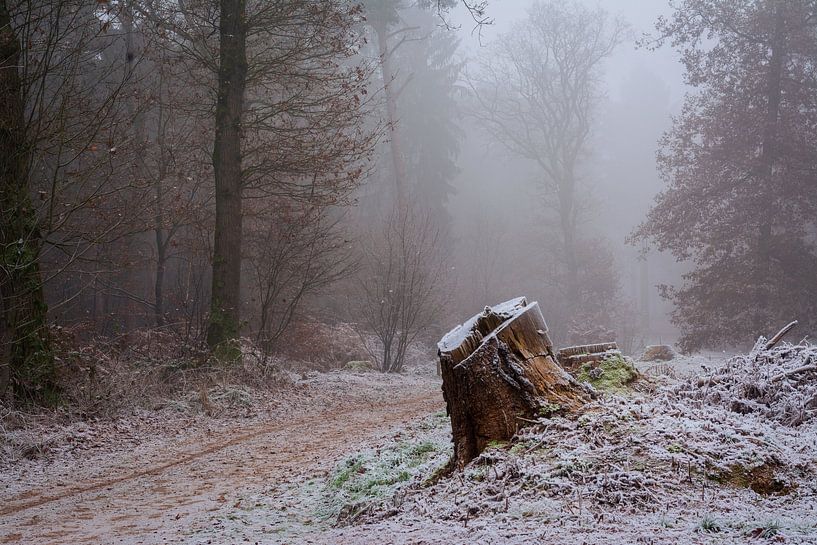The Bergherbos on a winter morning in the mist by René Jonkhout