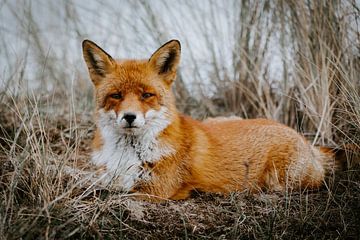 Rode vos tussen het hoge gras van Sander Wehkamp