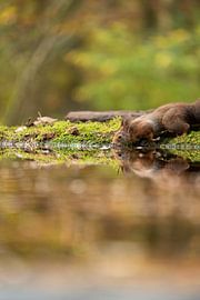 A squirrel drinking by Angelique van Waarde