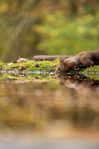 Een eekhoorn drinkt