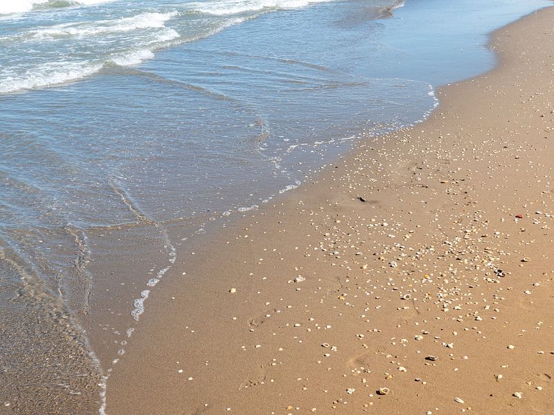 Coquillages avec vagues sur une plage de sable fin par Animaflora PicsStock