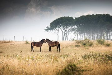 Wild Horses by Claire Droppert