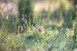 Lapwing flower in the field