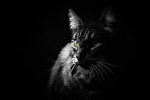 Portrait discret d'un chat noir et blanc aux yeux verts
