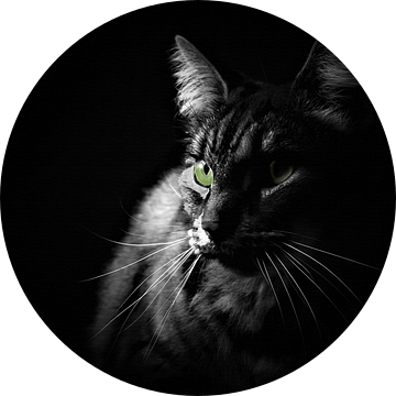 Low key zwart wit portret kat met groene ogen van Maud De Vries