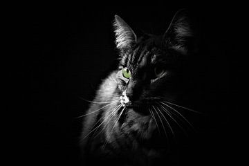 Low key schwarz und weiß Porträt Katze mit grünen Augen von Maud De Vries